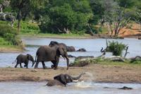 Kruger NP - Elephant Family 6